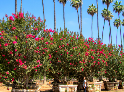 Crape Myrtle Flowering tree for privacy hedges