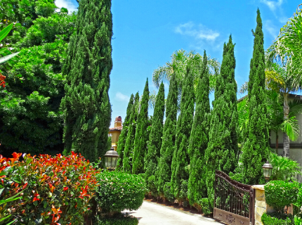 Italian Cypress Trees for Privacy Hedges and Driveway Entrances