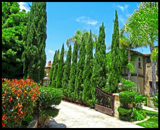 Italian Cypress