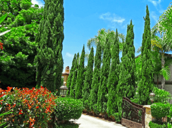 italian Cypress