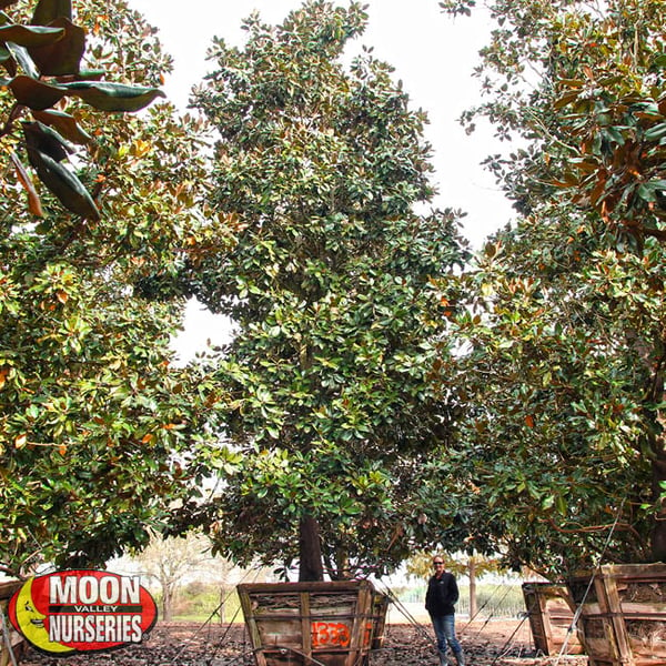 magnolia tree container nursery tree farm