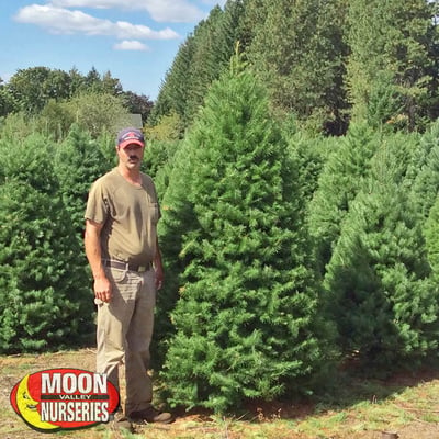 DOUGLAS, christmas trees, moon valley nurseries