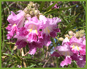 Desert-Willow-5.png