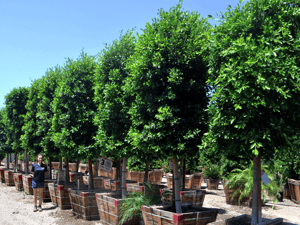 Indian Laurel trees for sale - Ficus nitida tree for sale 