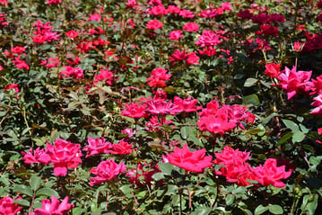 landscape_shrub_roses