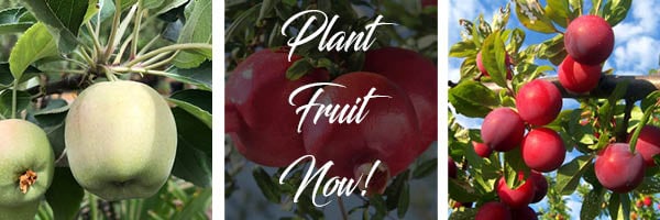 fruit trees tx