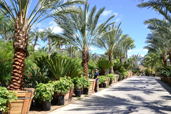 date palm sago row palm paradise