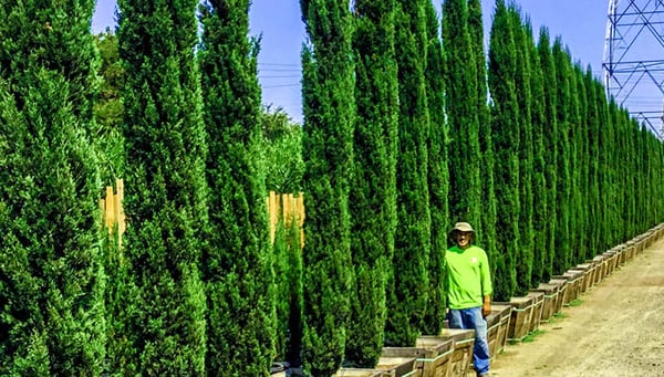 italian cypress