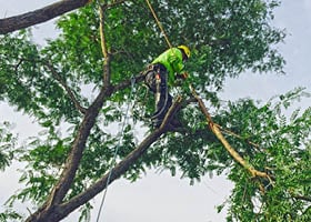 tree care