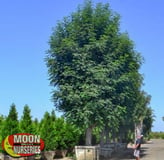 Evergreen Shamel Ash Tree at Moon Valley Nurseries