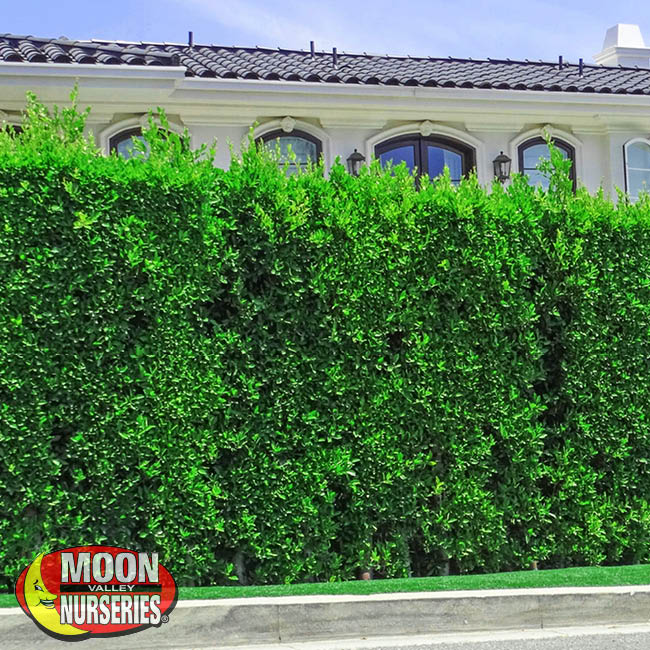 MOON VALLEY'S TOP 5 EVERGREEN HEDGES