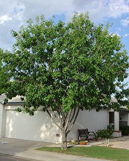 Why We Love Ash Trees in Our Landscape