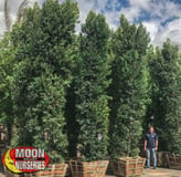 Ficus Nitida Hollywood Style Hedges at Moon Valley Nurseries