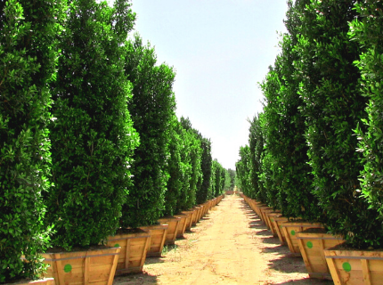 Giant Ficus nitida Indian Laurel for Privacy Hedges