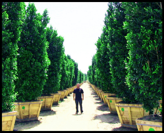 Ficus nitida Indian Laurel Columns