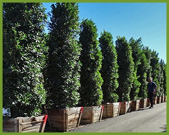 Top 10 Trees Shrubs For A Privacy Hedge Ficus Jpg