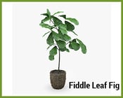 Fiddle-Leaf-Fig.png