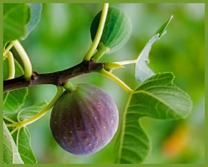 fig on tree branch