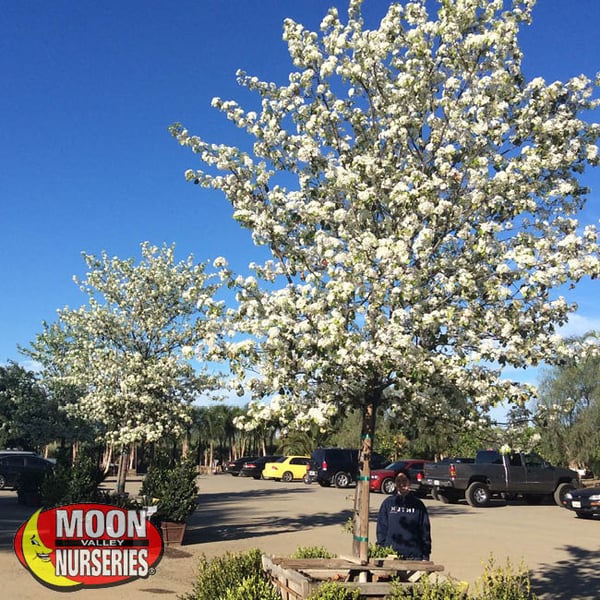 Flowering Pear in container blooming