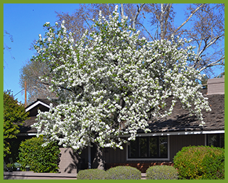 Flowering-Pear-2.png