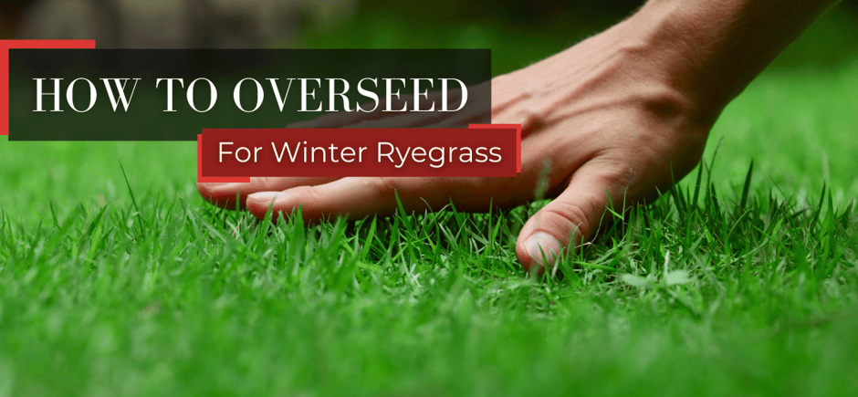 For Winter Ryegrass