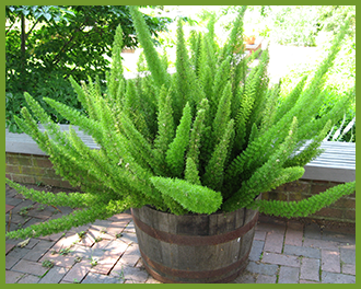 Foxtail Fern in container
