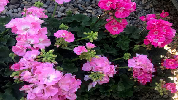 GERANIUMS PINK BEDDING PLANTS Moon Valley nursery