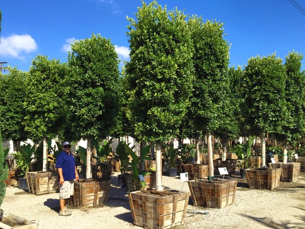 Ficus Nitida standard trees in nursery