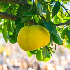 Juicy Ripe Grapefruit