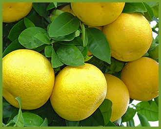 Grapefruit-tree.png