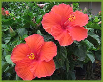 Hibiscus-1-1.png