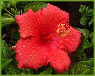 Hibiscus-3.png