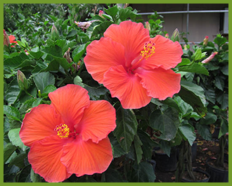 Hibiscus-march.png