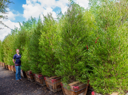 Green Hopseed for Arizona Privacy Hedges