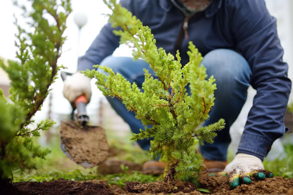 How Close to a Paved Surface Can I Plant a Tree