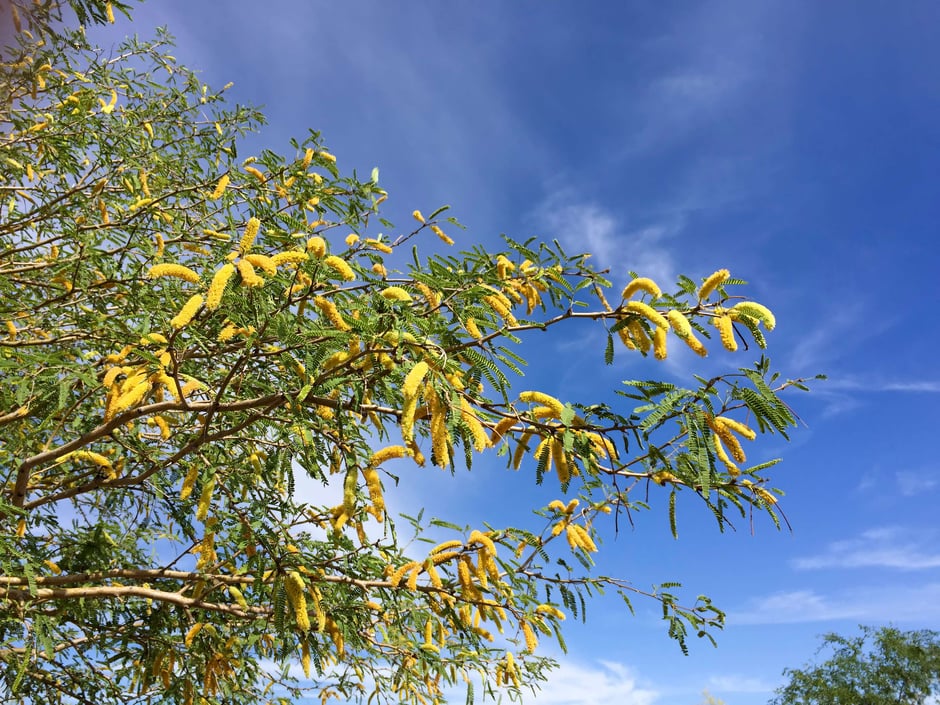 How Do Indigenous People in Arizona Use Mesquite Trees