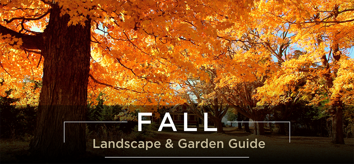 Fall landscape and garden guide blog header
