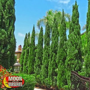 ITALIAN CYPRESS,  hedges, arizona, moon valley nurseries, landscape design