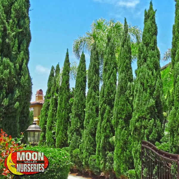 ITALIAN CYPRESS landscape arizona