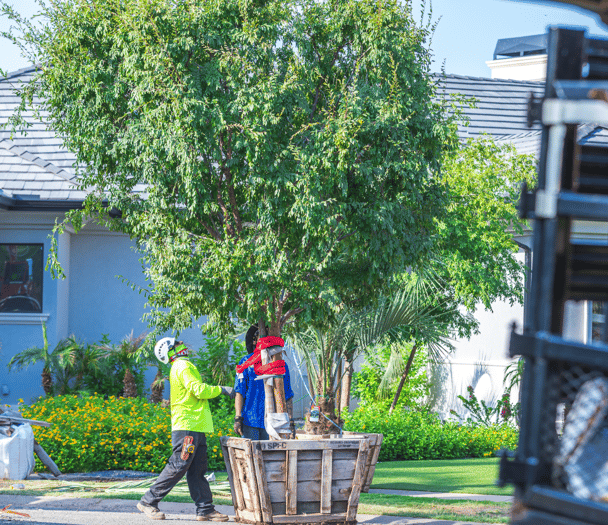 The Balance Between Beauty and Safety: Dealing with Exposed Tree Roots