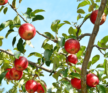Apple tree with fruit. 