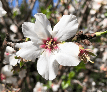 Almond tree bloom close up.