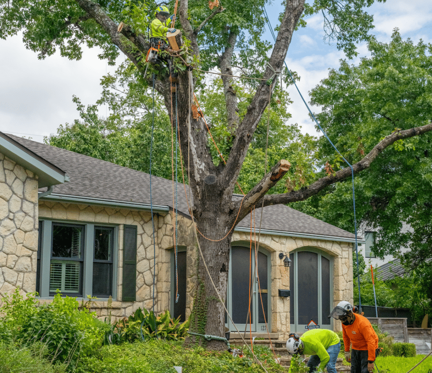 MVN Tree Care Team