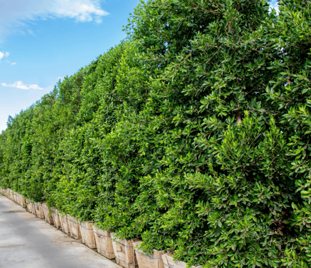 Ficus Nitida Hedges