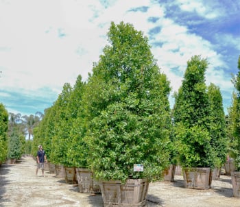 Carolina Cherry Hedge