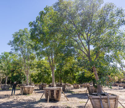 Specimen Majestic Ash Trees