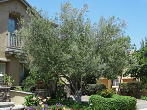 Manzanillo Olive Tree Planted In Landscape. 