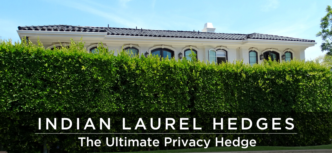 Indian Laurel Hedges The Ultimate Privacy Hedge