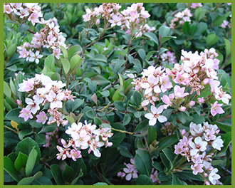 Indian-Hawthorn-1.png