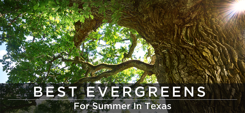 Evergreens for texas summers headers